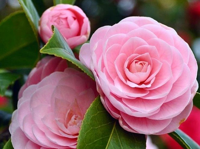 Pink Japanese Camellia flower
