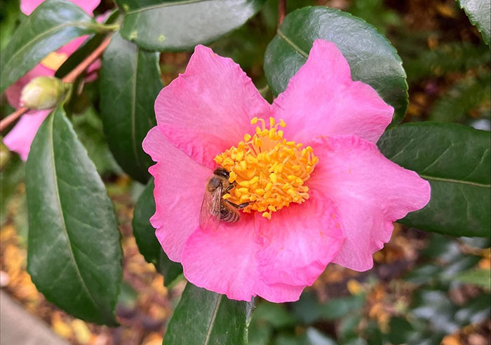 Bee in a Sasanqua Camellia blossom 