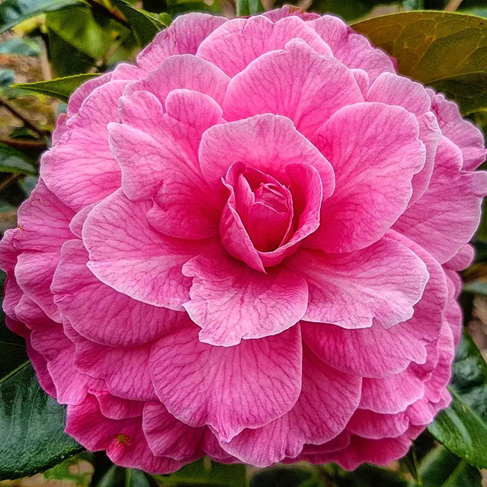 Pink Reticulata Camellia flower blossom 