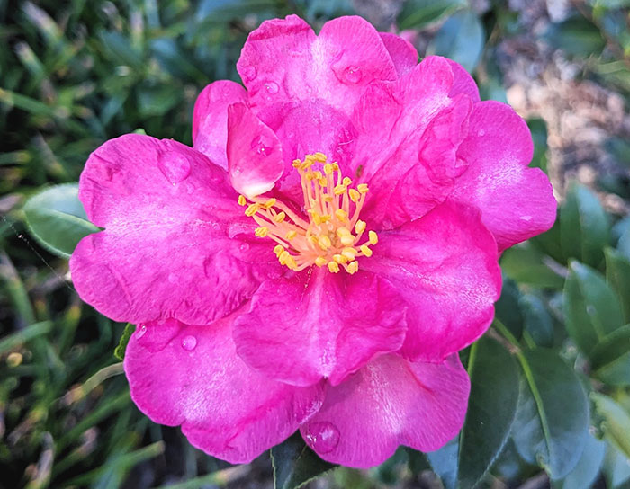 Bright pink Hiemalis Camellia flower 