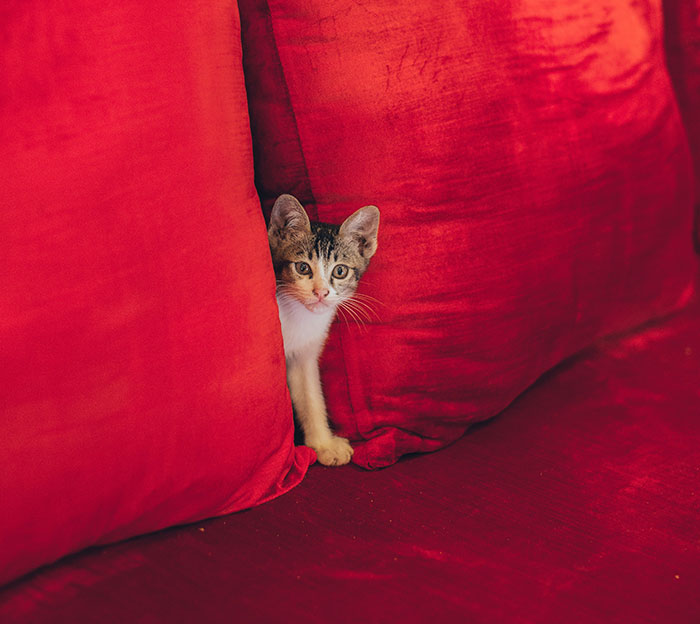 Adorable little cat standing on couch between red pillows 