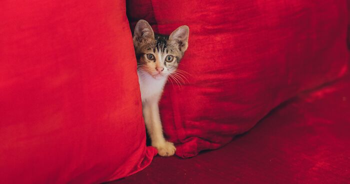 Do Cats See Color? See the World Through a Cat’s Eyes