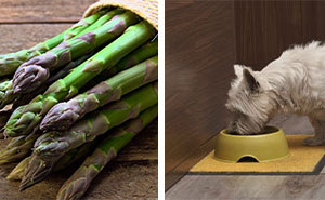 Can Dogs Eat Asparagus? Risks and Benefits Feeding Your Dog