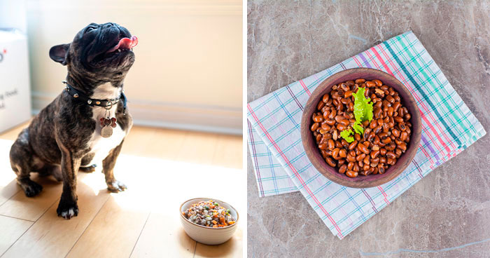 Can Dogs Eat Beans? Types of Beans and Legumes That Your Dog Can Safely Enjoy