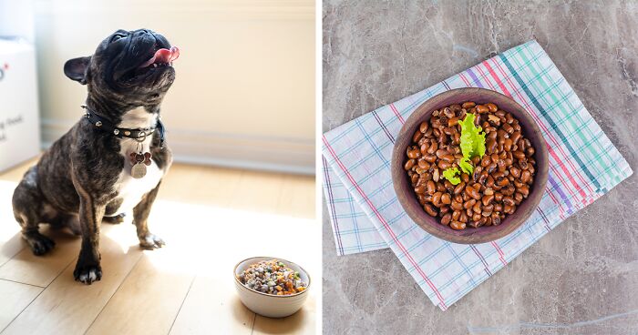 Can Dogs Eat Beans? Types of Beans and Legumes That Your Dog Can Safely Enjoy