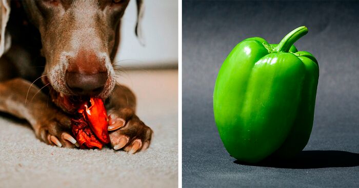 Can Dogs Eat Bell Peppers? Discover the Benefits of Bell Pepper for Dogs
