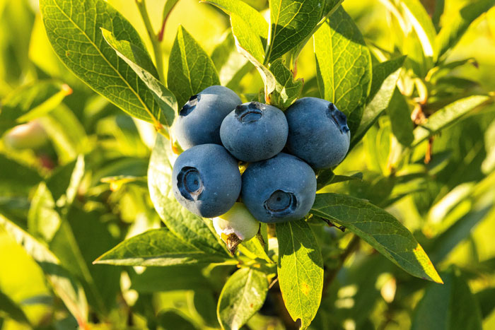close up view of blueberries on the bush