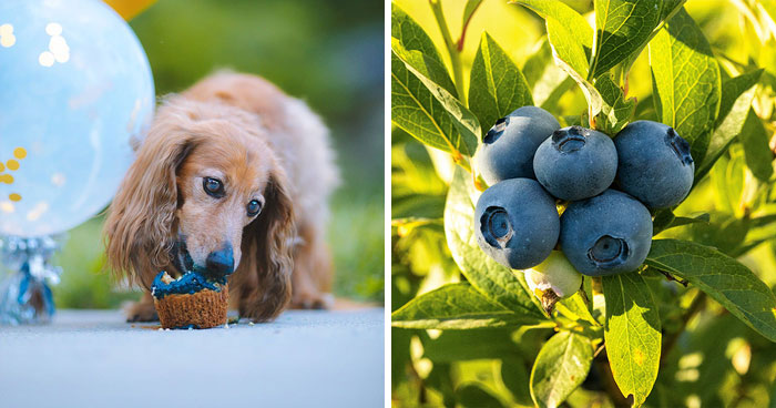 Can Dogs Eat Blueberries? Everything You Need to Know