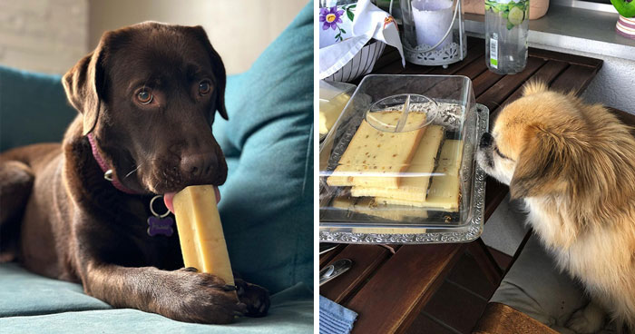 Can Dogs Eat Cheese? The Types of Cheese to Feed Your Dog and What to Avoid