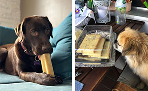 Can Dogs Eat Cheese? The Types of Cheese to Feed Your Dog and What to Avoid