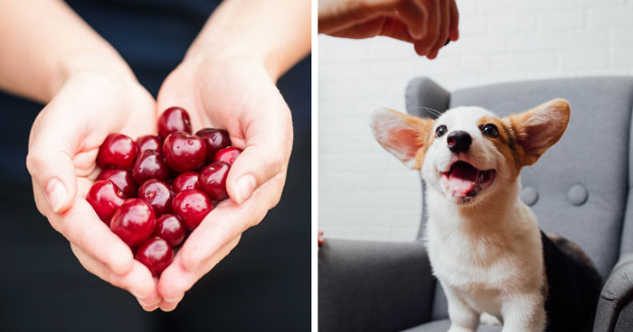 Can Dogs Eat Cherries? Everything You Need to Know