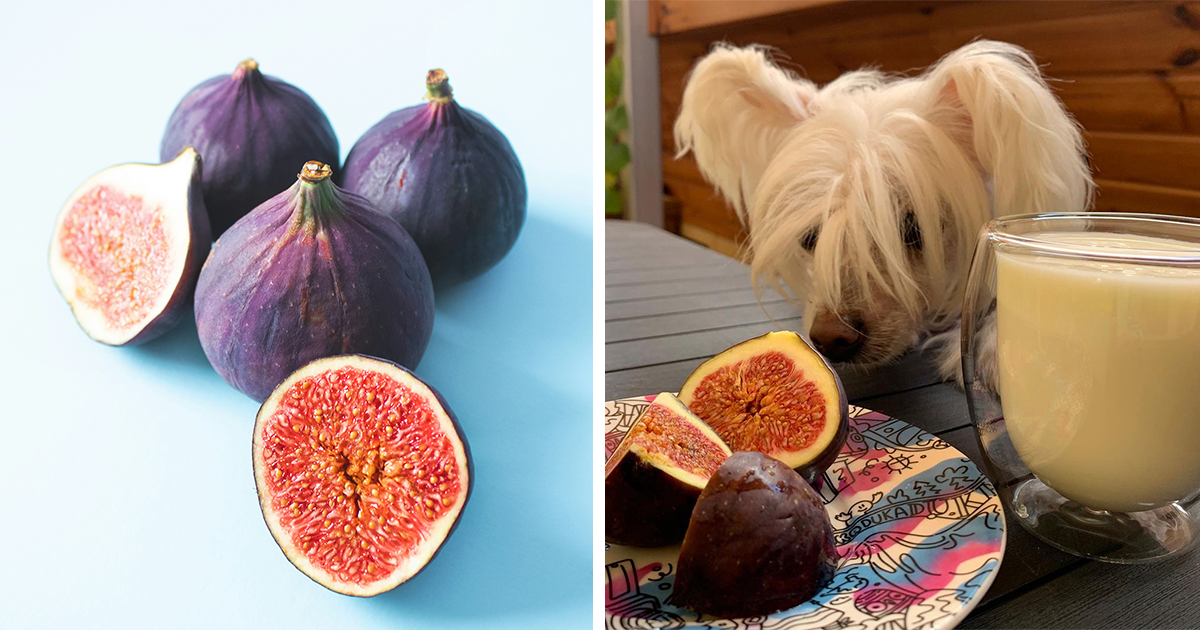 Can Dogs Eat Figs? The Truth About Dogs and Figs Expert Analysis