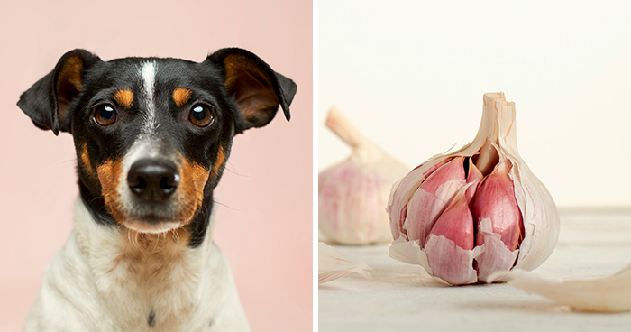 Can Dogs Eat Garlic? Everything Covered