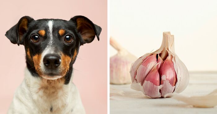 Can Dogs Eat Garlic? Everything Covered