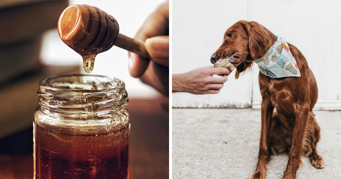 Can Dogs Eat Honey? Everything You Need To Know