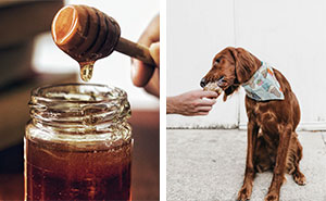 Can Dogs Eat Honey? Everything You Need To Know