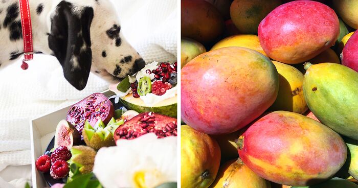 Can Dogs Eat Mango? Are They Good For Dogs