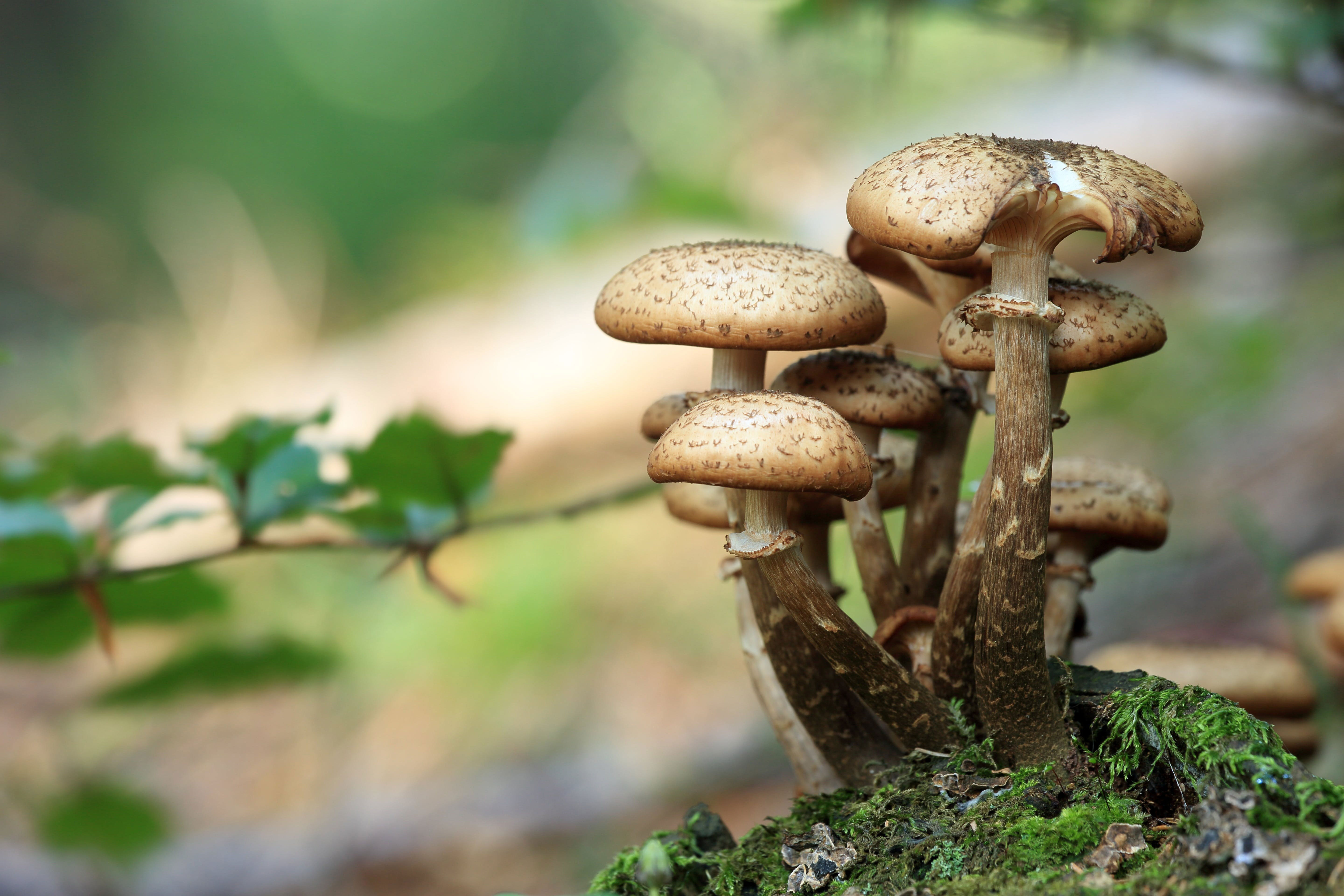 close up view of mushrooms