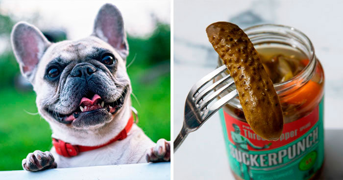 Can Dogs Eat Pickles? What You Should Know