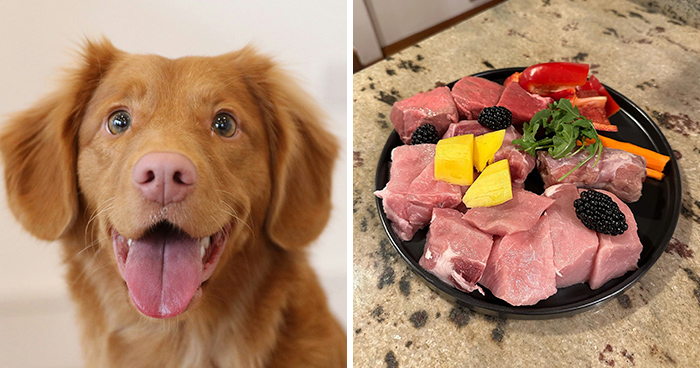 Can Dogs Eat Raw Meat? Everything Covered