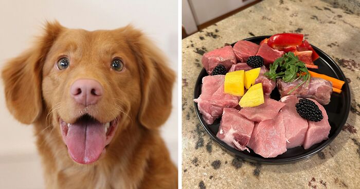 Can Dogs Eat Raw Meat? Everything Covered