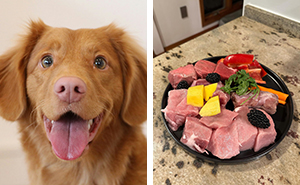 Can Dogs Eat Raw Meat? Everything Covered