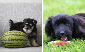 Can Dogs Eat Watermelon?