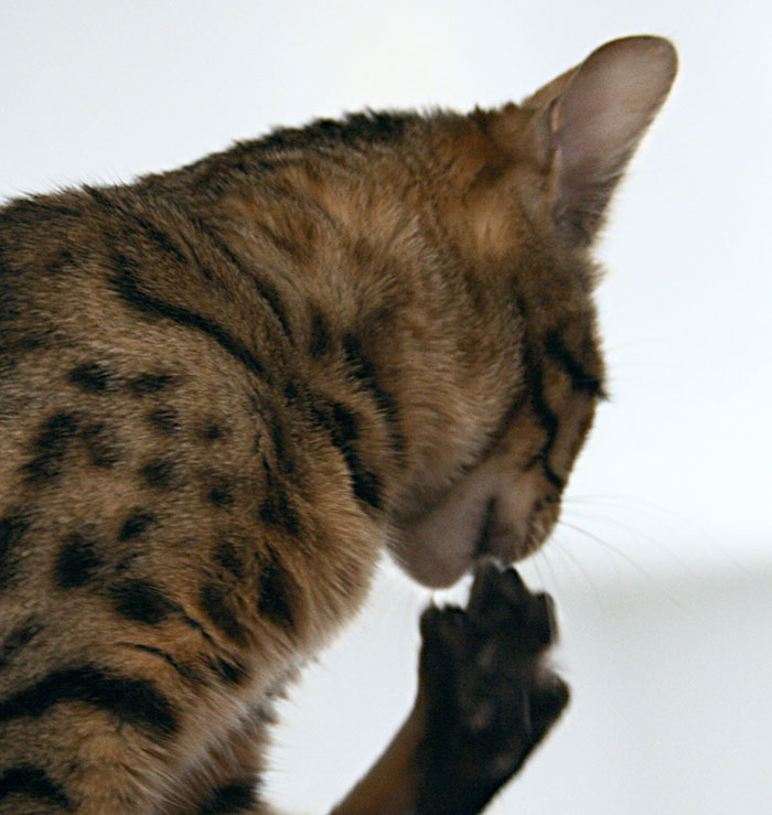 brown spotted cat biting nails 