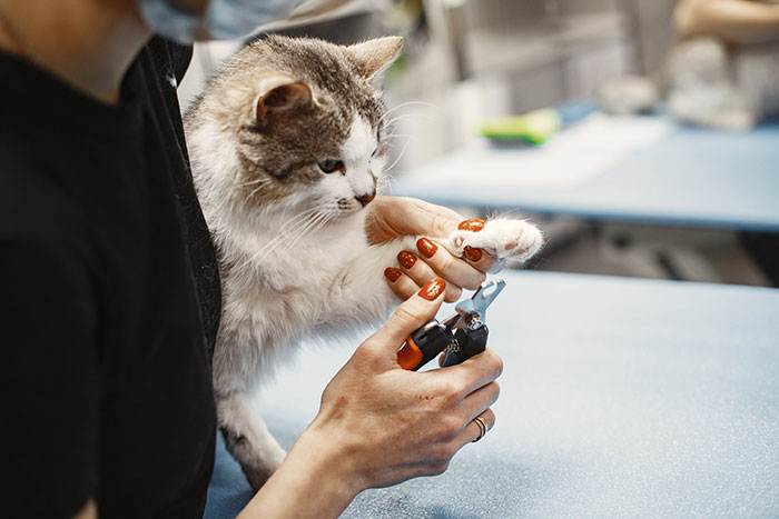 Person Cutting Cat Nails 