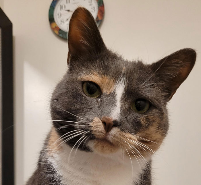 Guy Has To Endure Cat’s Pettiness When He Doesn’t Visit GF For A Month, Netizens Love It Guy Has To Endure Cat’s Pettiness When He Doesn’t Visit GF For A Month, Netizens Love It