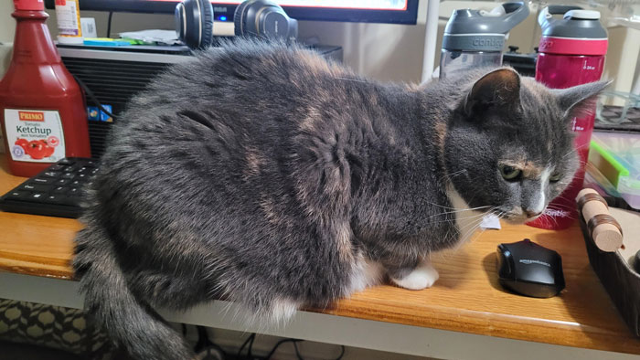 Guy Has To Endure Cat’s Pettiness When He Doesn’t Visit GF For A Month, Netizens Love It