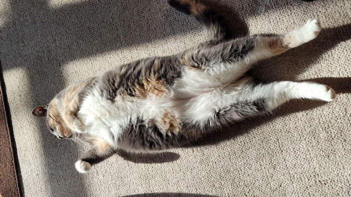 Guy Has To Endure Cat’s Pettiness When He Doesn’t Visit GF For A Month, Netizens Love It Guy Has To Endure Cat’s Pettiness When He Doesn’t Visit GF For A Month, Netizens Love It