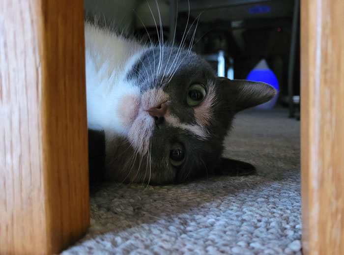 Guy Has To Endure Cat’s Pettiness When He Doesn’t Visit GF For A Month, Netizens Love It Guy Has To Endure Cat’s Pettiness When He Doesn’t Visit GF For A Month, Netizens Love It