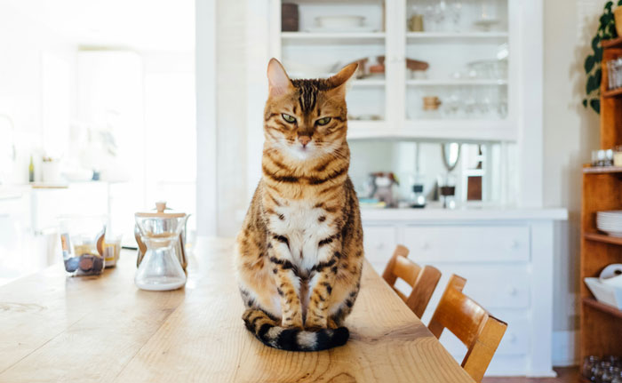 Guy Has To Endure Cat’s Pettiness When He Doesn’t Visit GF For A Month, Netizens Love It Guy Has To Endure Cat’s Pettiness When He Doesn’t Visit GF For A Month, Netizens Love It