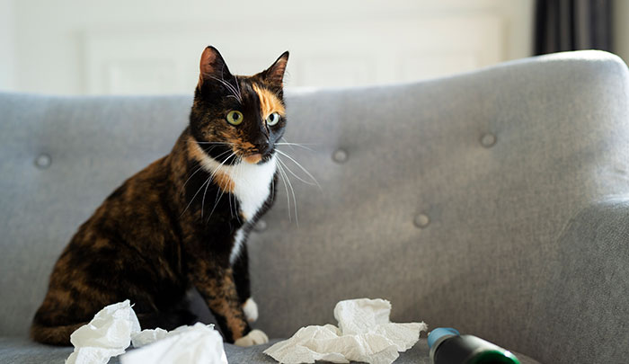 Cat sitting on couch with tissues and medicine.