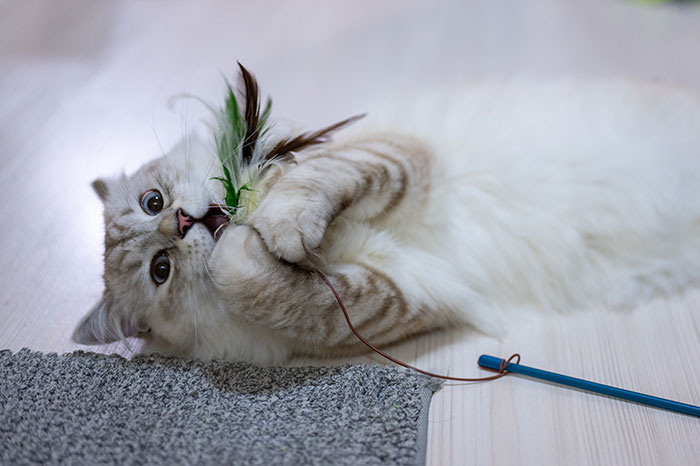 A cat playing with a toy on the floor.