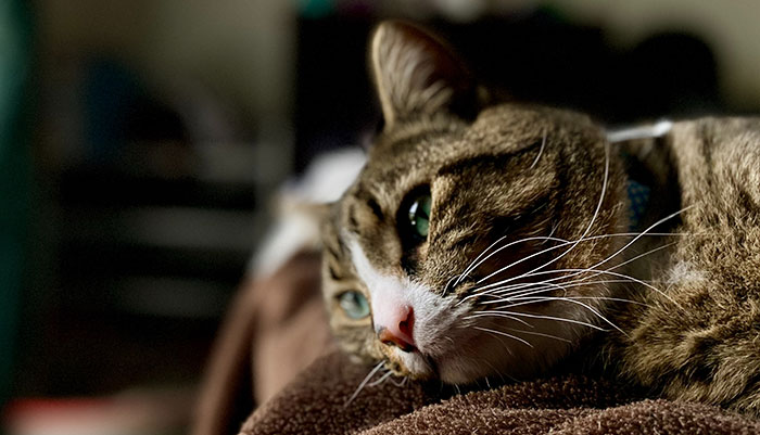 Photography of brown cat. Photography of brown cat.