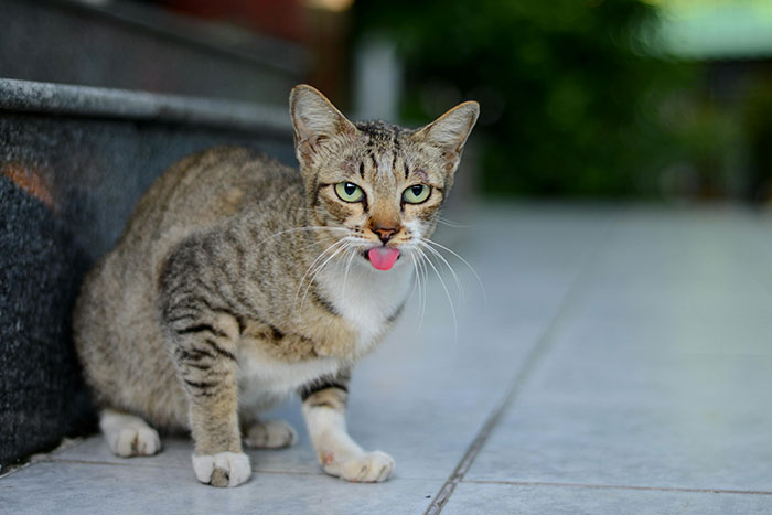 Close-up of a Domestic Cat Showing it's Tongue 