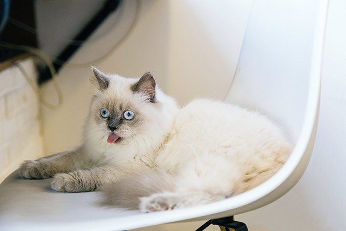 Ragdoll Cat with her tongue out on a White Chair 
