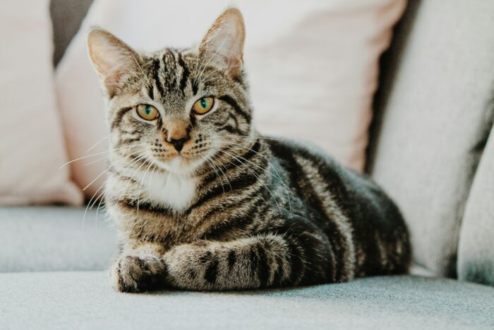 Tabby cat with warm ears sitting on a couch, relating to pet health and ear infections. Tabby cat with warm ears sitting on a couch, relating to pet health and ear infections.
