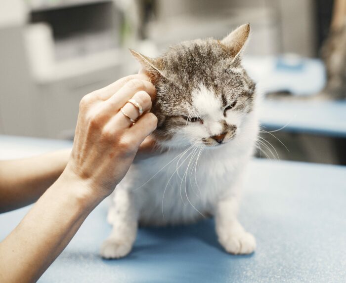 Person examining a cat's ears at a veterinary clinic, focusing on pet health and ear infection care. Person examining a cat's ears at a veterinary clinic, focusing on pet health and ear infection care.