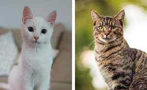 Cat’s Ears Are Hot: A Guide to Ear Infections and Pet Health