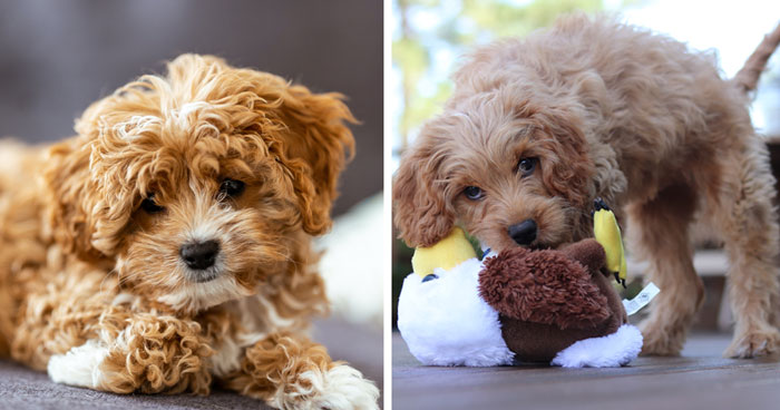 Cavapoo Dog Breed: All Information Covered