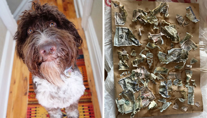 “I Almost Had A Heart Attack”: Goldendoodle Snatches Owners’ Envelope And Eats $4,000 In Cash