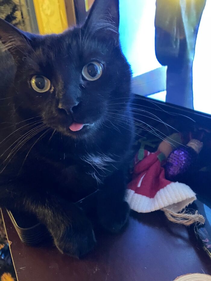 Chase And His Christmas Blep!!!