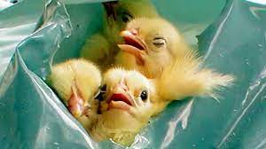 chicks-suffocate-65a2b27c39d43.jpg