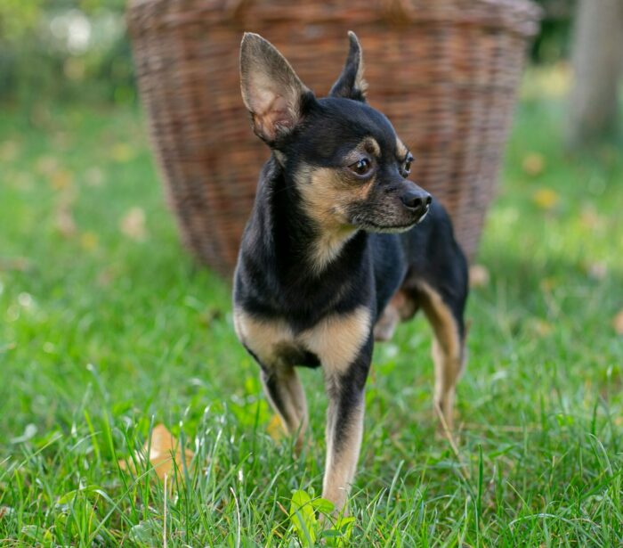 Chihuahua standing on grass, showcasing typical alert demeanor and distinct features of the breed. Chihuahua standing on grass, showcasing typical alert demeanor and distinct features of the breed.