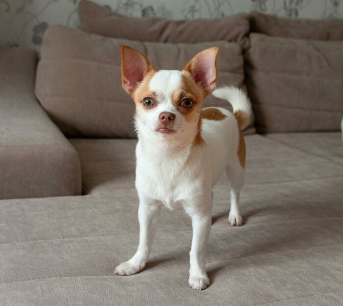 White and brown chihuahua standing on the sofa