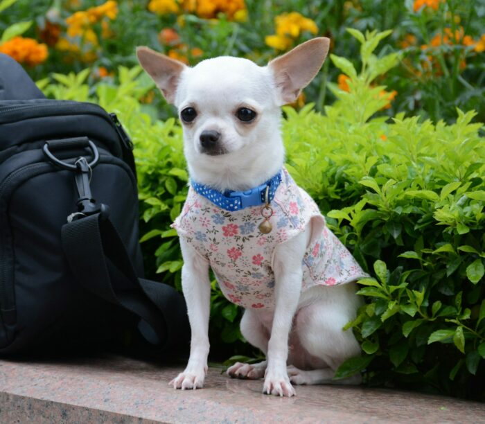 White chihuahua with clothes sitting