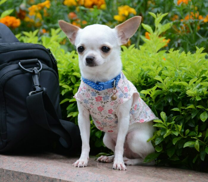 Chihuahua in a floral outfit sitting by a camera bag in a garden, showcasing its temperament and style. Chihuahua in a floral outfit sitting by a camera bag in a garden, showcasing its temperament and style.